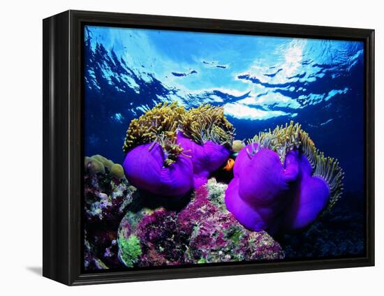 Sea Anemones (Heteractis Magnifica) and Clown Fish (Amphiprion Nigripes)-Andrea Ferrari-Framed Premier Image Canvas