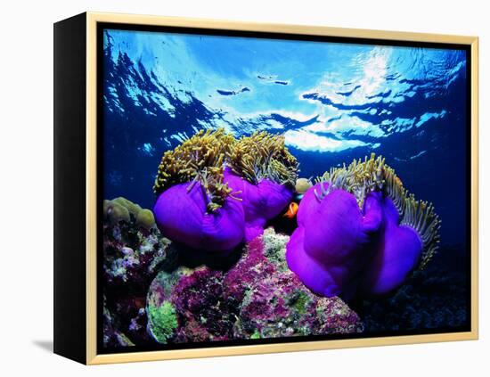 Sea Anemones (Heteractis Magnifica) and Clown Fish (Amphiprion Nigripes)-Andrea Ferrari-Framed Premier Image Canvas