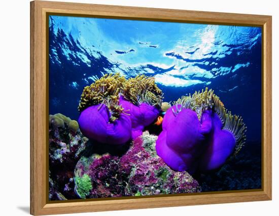 Sea Anemones (Heteractis Magnifica) and Clown Fish (Amphiprion Nigripes)-Andrea Ferrari-Framed Premier Image Canvas