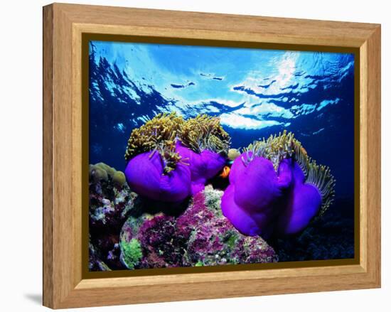 Sea Anemones (Heteractis Magnifica) and Clown Fish (Amphiprion Nigripes)-Andrea Ferrari-Framed Premier Image Canvas