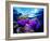 Sea Anemones (Heteractis Magnifica) and Clown Fish (Amphiprion Nigripes)-Andrea Ferrari-Framed Photographic Print