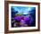 Sea Anemones (Heteractis Magnifica) and Clown Fish (Amphiprion Nigripes)-Andrea Ferrari-Framed Photographic Print