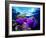 Sea Anemones (Heteractis Magnifica) and Clown Fish (Amphiprion Nigripes)-Andrea Ferrari-Framed Photographic Print