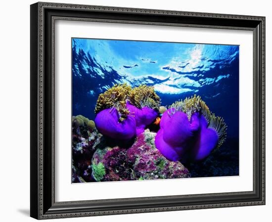 Sea Anemones (Heteractis Magnifica) and Clown Fish (Amphiprion Nigripes)-Andrea Ferrari-Framed Photographic Print