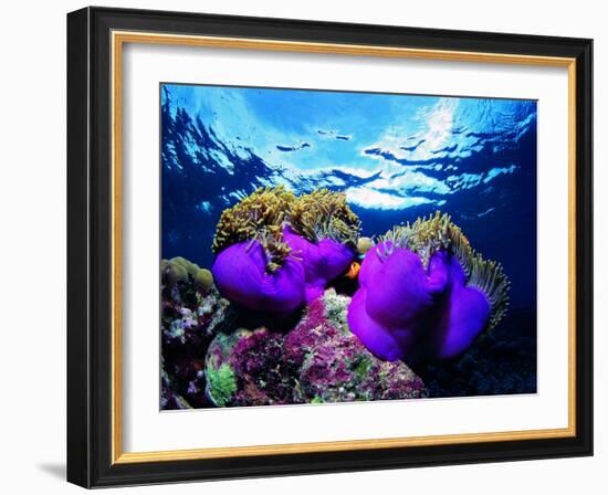 Sea Anemones (Heteractis Magnifica) and Clown Fish (Amphiprion Nigripes)-Andrea Ferrari-Framed Photographic Print