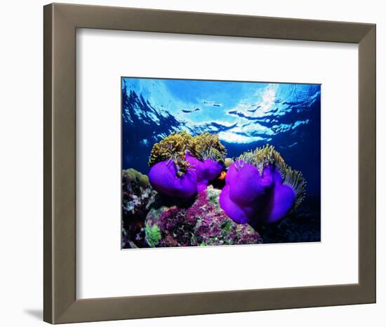 Sea Anemones (Heteractis Magnifica) and Clown Fish (Amphiprion Nigripes)-Andrea Ferrari-Framed Photographic Print