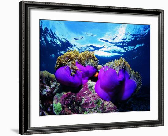 Sea Anemones (Heteractis Magnifica) and Clown Fish (Amphiprion Nigripes)-Andrea Ferrari-Framed Photographic Print