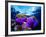 Sea Anemones (Heteractis Magnifica) and Clown Fish (Amphiprion Nigripes)-Andrea Ferrari-Framed Photographic Print