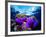 Sea Anemones (Heteractis Magnifica) and Clown Fish (Amphiprion Nigripes)-Andrea Ferrari-Framed Photographic Print