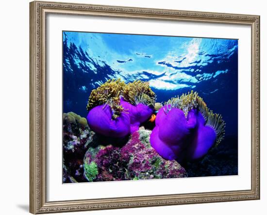 Sea Anemones (Heteractis Magnifica) and Clown Fish (Amphiprion Nigripes)-Andrea Ferrari-Framed Photographic Print