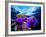 Sea Anemones (Heteractis Magnifica) and Clown Fish (Amphiprion Nigripes)-Andrea Ferrari-Framed Photographic Print