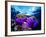 Sea Anemones (Heteractis Magnifica) and Clown Fish (Amphiprion Nigripes)-Andrea Ferrari-Framed Photographic Print