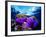 Sea Anemones (Heteractis Magnifica) and Clown Fish (Amphiprion Nigripes)-Andrea Ferrari-Framed Photographic Print