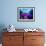 Sea Anemones (Heteractis Magnifica) and Clown Fish (Amphiprion Nigripes)-Andrea Ferrari-Framed Photographic Print displayed on a wall