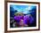 Sea Anemones (Heteractis Magnifica) and Clown Fish (Amphiprion Nigripes)-Andrea Ferrari-Framed Photographic Print