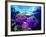 Sea Anemones (Heteractis Magnifica) and Clown Fish (Amphiprion Nigripes)-Andrea Ferrari-Framed Photographic Print