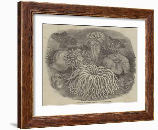 Sea Anemones in the Gardens of the Zoological Society, Regent's Park-null-Framed Giclee Print