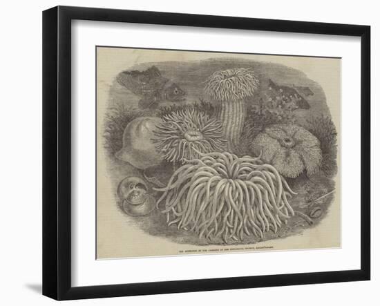 Sea Anemones in the Gardens of the Zoological Society, Regent's Park-null-Framed Giclee Print