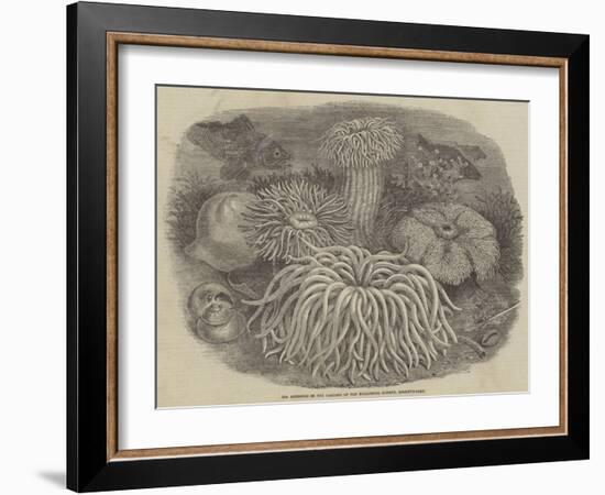 Sea Anemones in the Gardens of the Zoological Society, Regent's Park-null-Framed Giclee Print