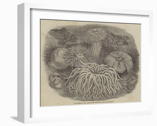 Sea Anemones in the Gardens of the Zoological Society, Regent's Park-null-Framed Giclee Print