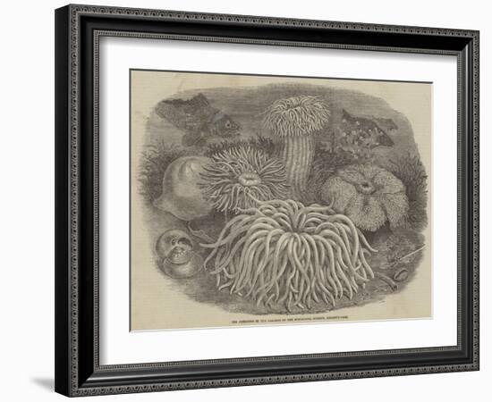 Sea Anemones in the Gardens of the Zoological Society, Regent's Park-null-Framed Giclee Print