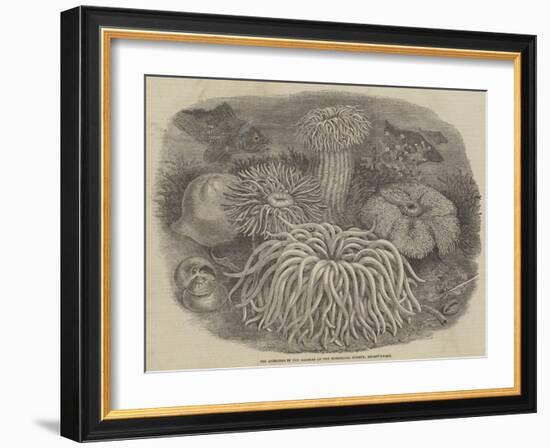 Sea Anemones in the Gardens of the Zoological Society, Regent's Park-null-Framed Giclee Print