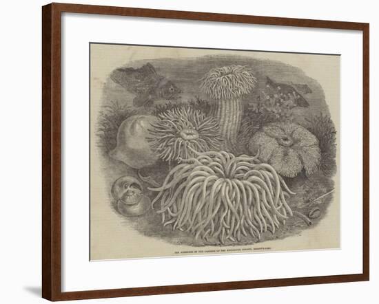 Sea Anemones in the Gardens of the Zoological Society, Regent's Park-null-Framed Giclee Print
