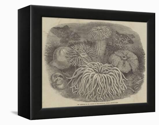 Sea Anemones in the Gardens of the Zoological Society, Regent's Park-null-Framed Premier Image Canvas
