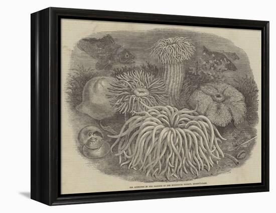 Sea Anemones in the Gardens of the Zoological Society, Regent's Park-null-Framed Premier Image Canvas