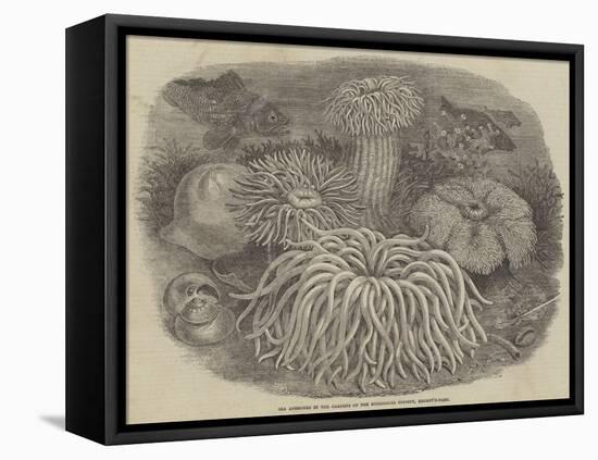 Sea Anemones in the Gardens of the Zoological Society, Regent's Park-null-Framed Premier Image Canvas