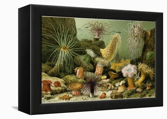 Sea Anemones-null-Framed Premier Image Canvas