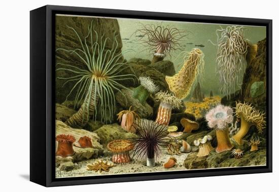 Sea Anemones-null-Framed Premier Image Canvas