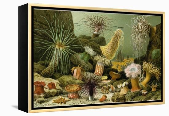 Sea Anemones-null-Framed Premier Image Canvas