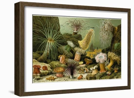 Sea Anemones-null-Framed Giclee Print