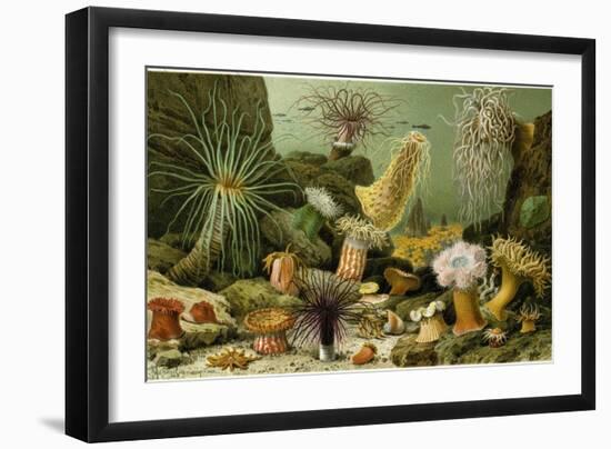 Sea Anemones-null-Framed Giclee Print