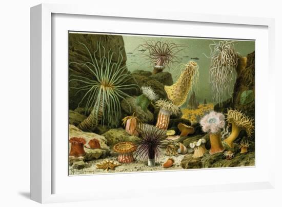 Sea Anemones-null-Framed Giclee Print