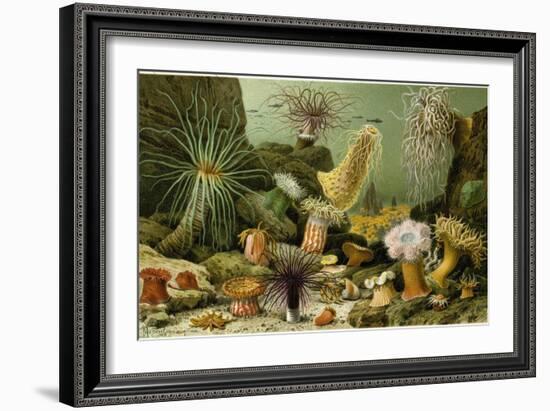 Sea Anemones-null-Framed Giclee Print