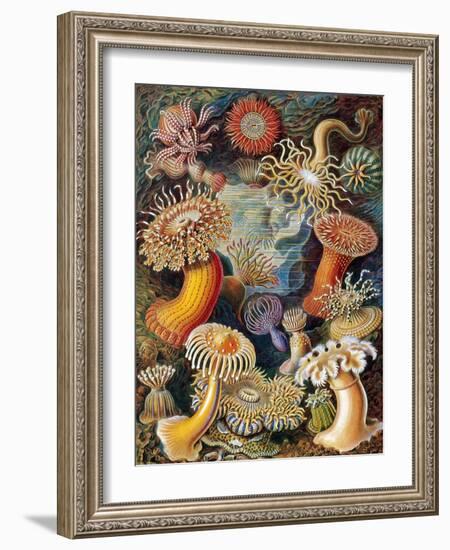 Sea Anemones-Science Source-Framed Giclee Print