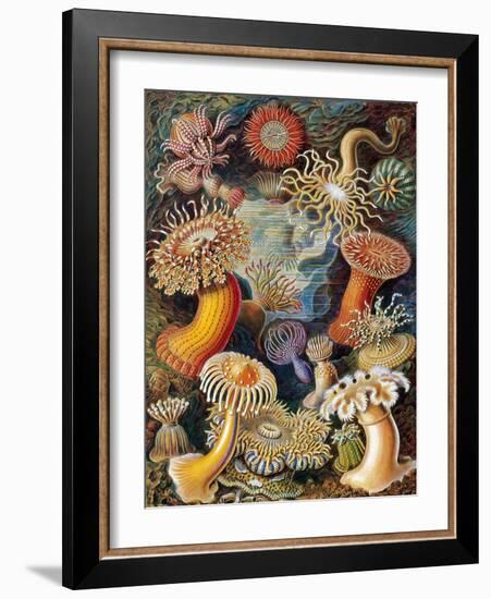 Sea Anemones-Science Source-Framed Giclee Print