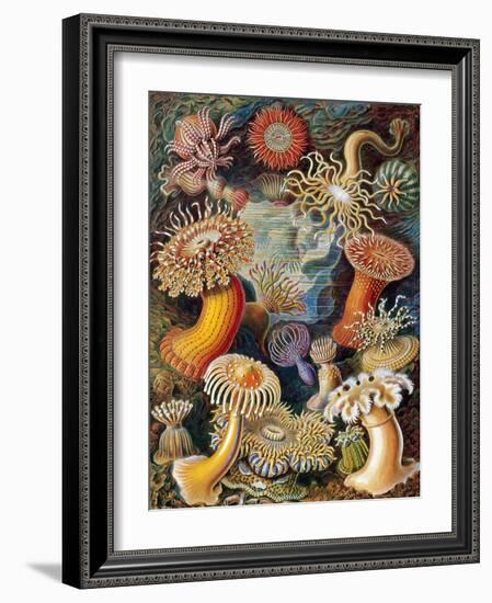 Sea Anemones-Science Source-Framed Giclee Print