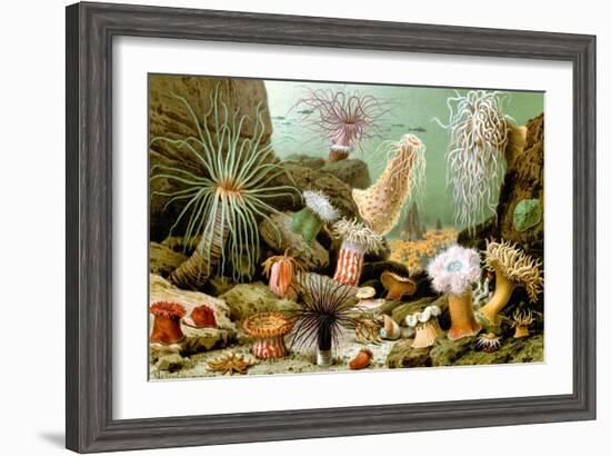 Sea Anemones-Giacomo Merculiano-Framed Art Print