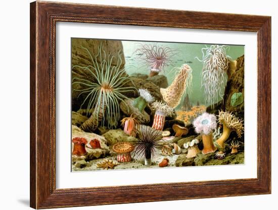 Sea Anemones-Giacomo Merculiano-Framed Art Print