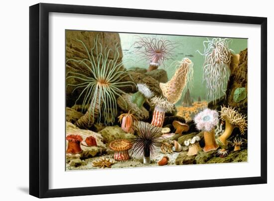Sea Anemones-Giacomo Merculiano-Framed Art Print