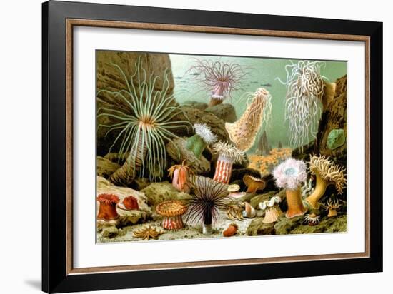 Sea Anemones-Giacomo Merculiano-Framed Art Print