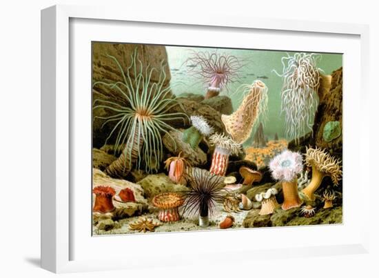 Sea Anemones-Giacomo Merculiano-Framed Art Print