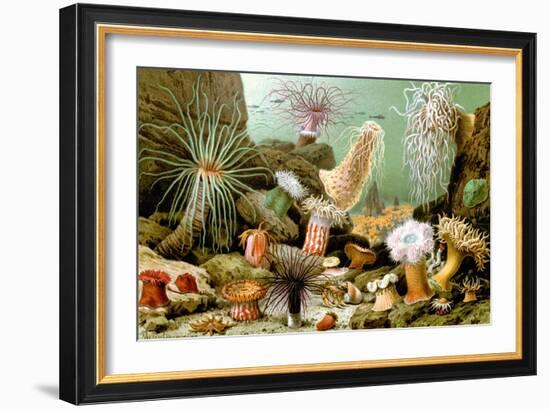 Sea Anemones-Giacomo Merculiano-Framed Art Print