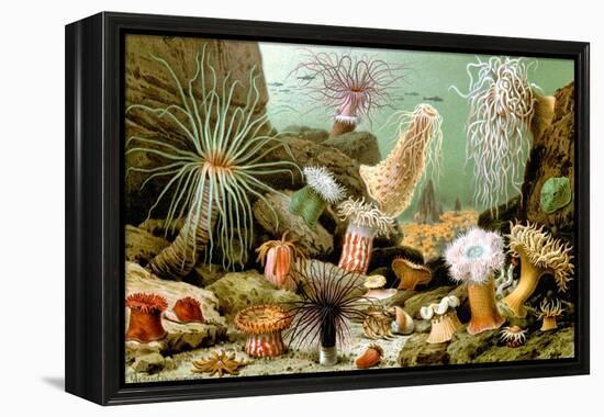 Sea Anemones-Giacomo Merculiano-Framed Stretched Canvas