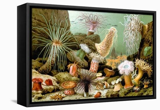 Sea Anemones-Giacomo Merculiano-Framed Stretched Canvas