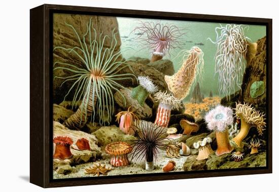 Sea Anemones-Giacomo Merculiano-Framed Stretched Canvas