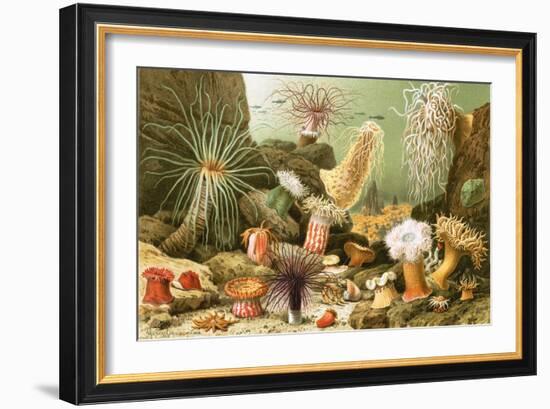 Sea Anemones-English School-Framed Giclee Print